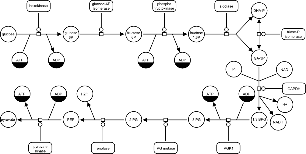 Glycolysis