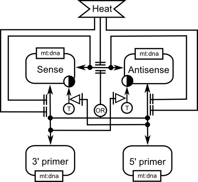 Principle of the Polymerase Chain Reaction