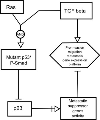 Regulation of TGFbeta-induced metastasis